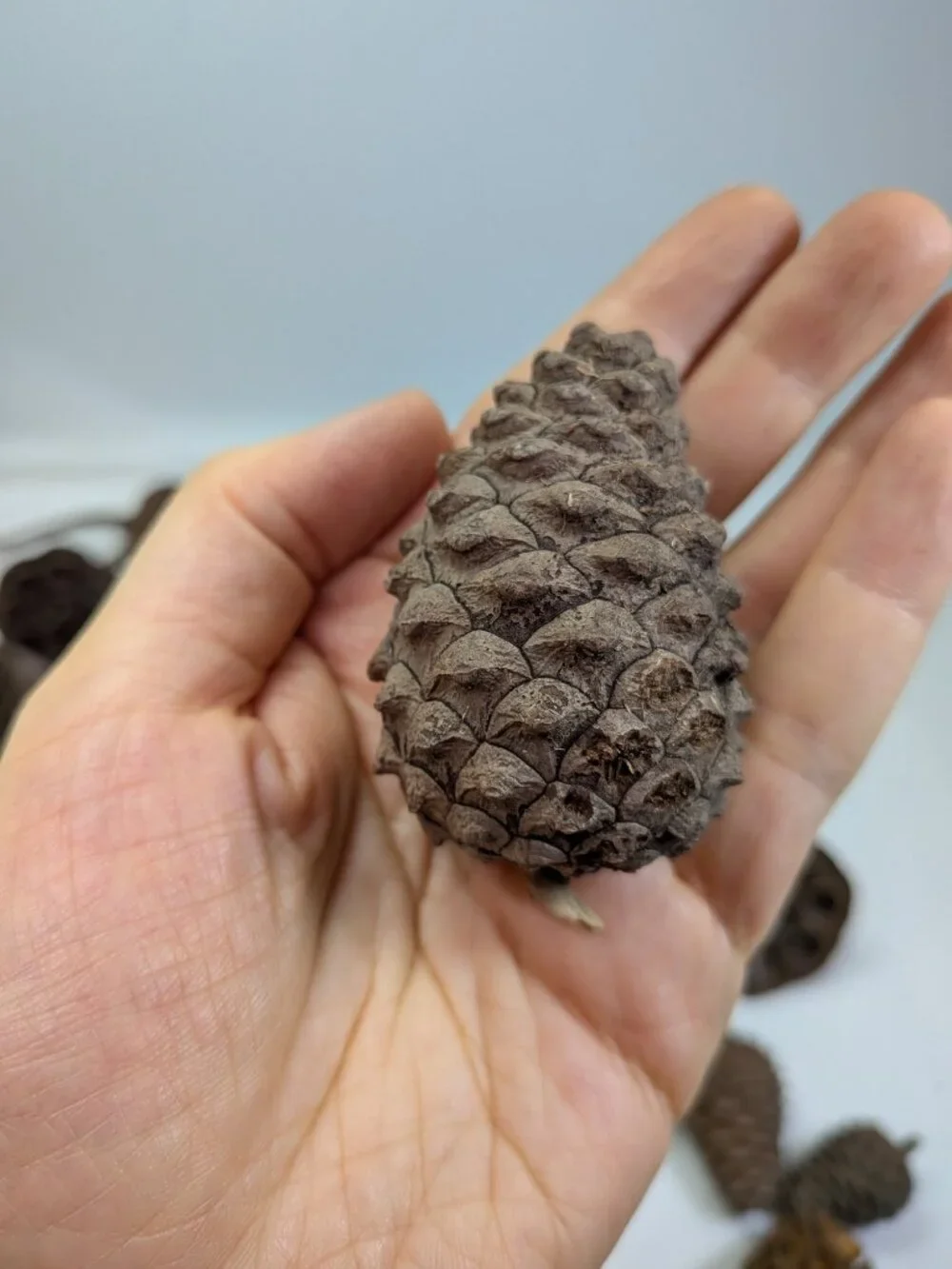Dried Lotus Pods Pine Cones 35 pc Lot Craft Floral Arrangement Decor Botanical